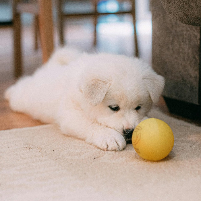 Young puppy with ball