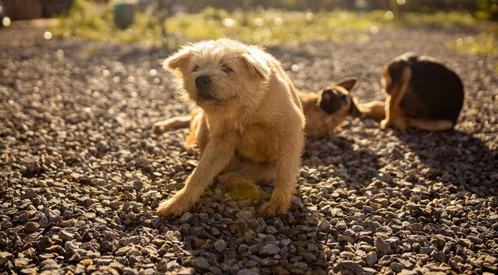 allergies in dogs