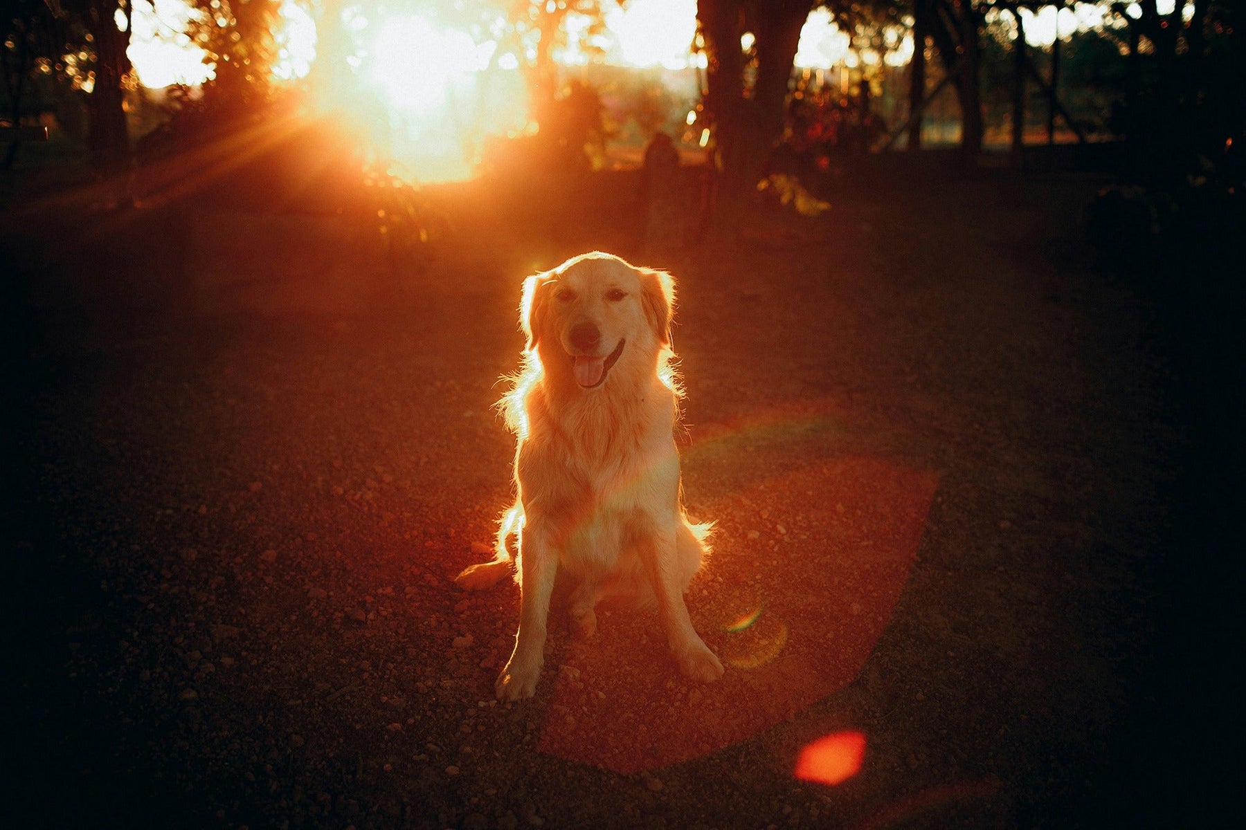 reflective dog gear