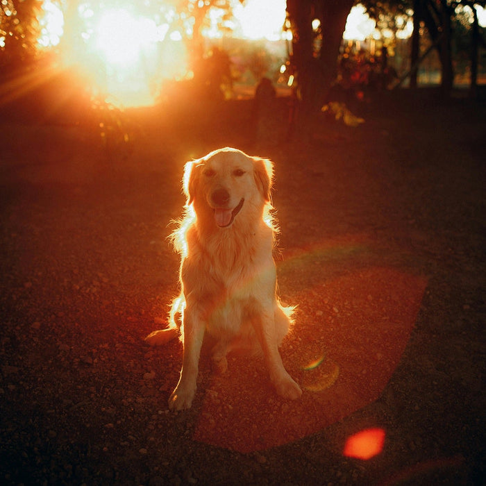 reflective dog gear