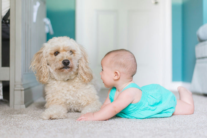 introducing dog to baby