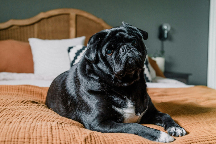 how to help your dog lose weight