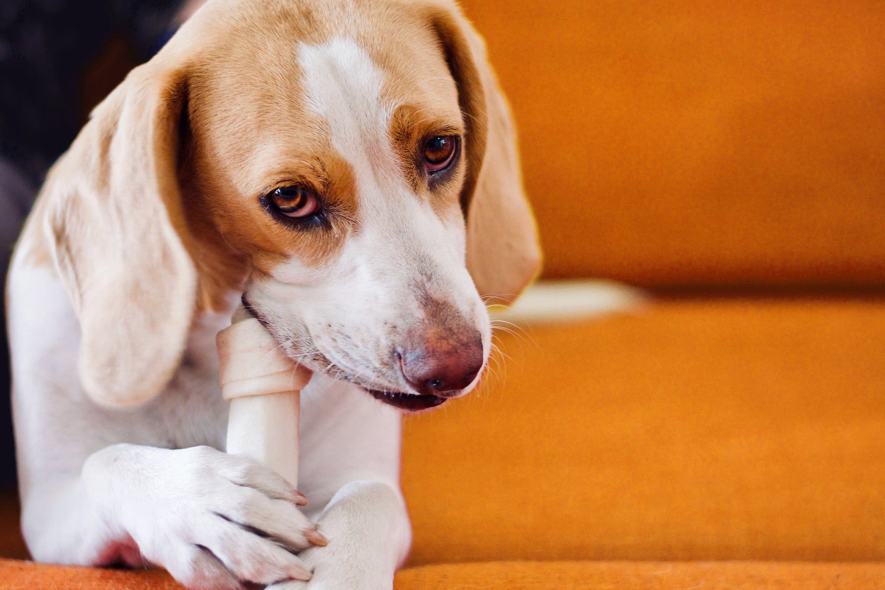 A beagle chewing on a rawhide bone chew