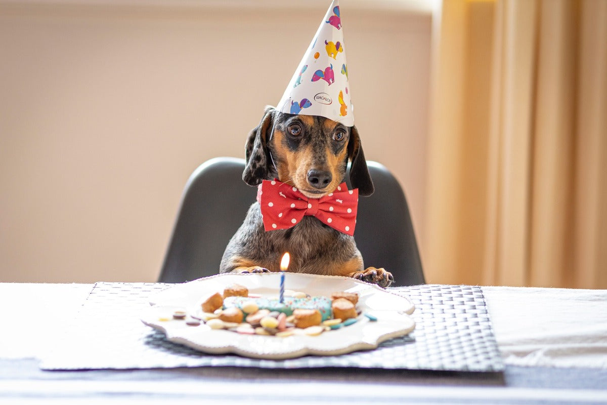 Dog  celebrating Birthday