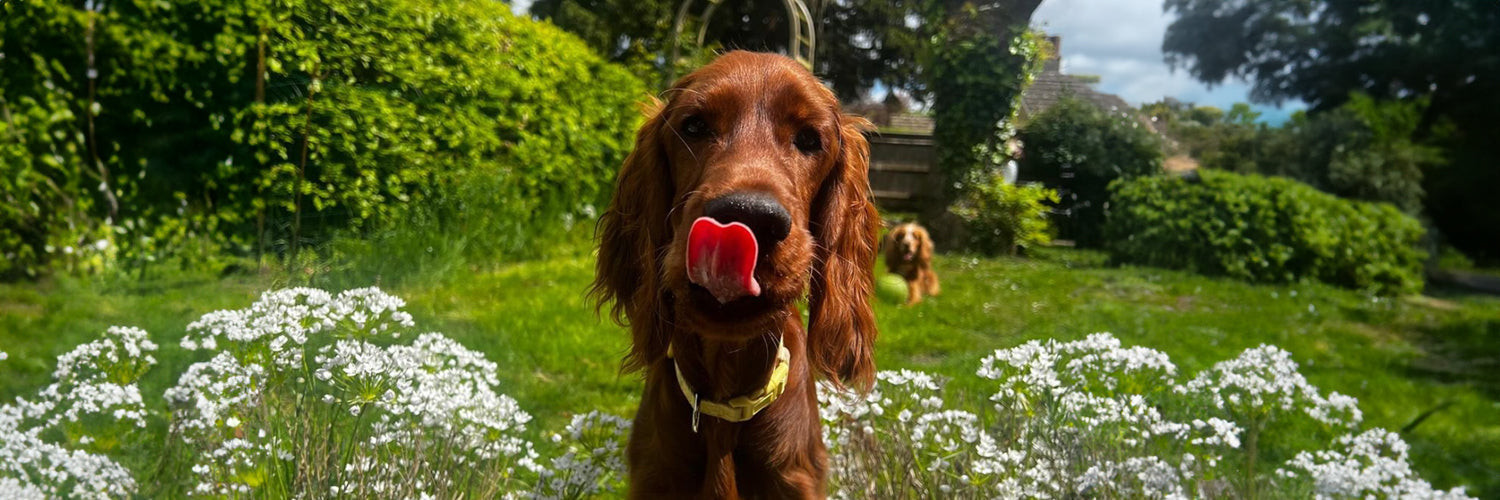Puppy licking their lips