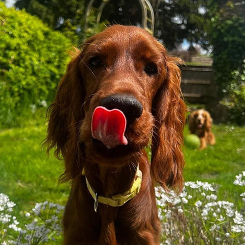 Puppy licking their lips