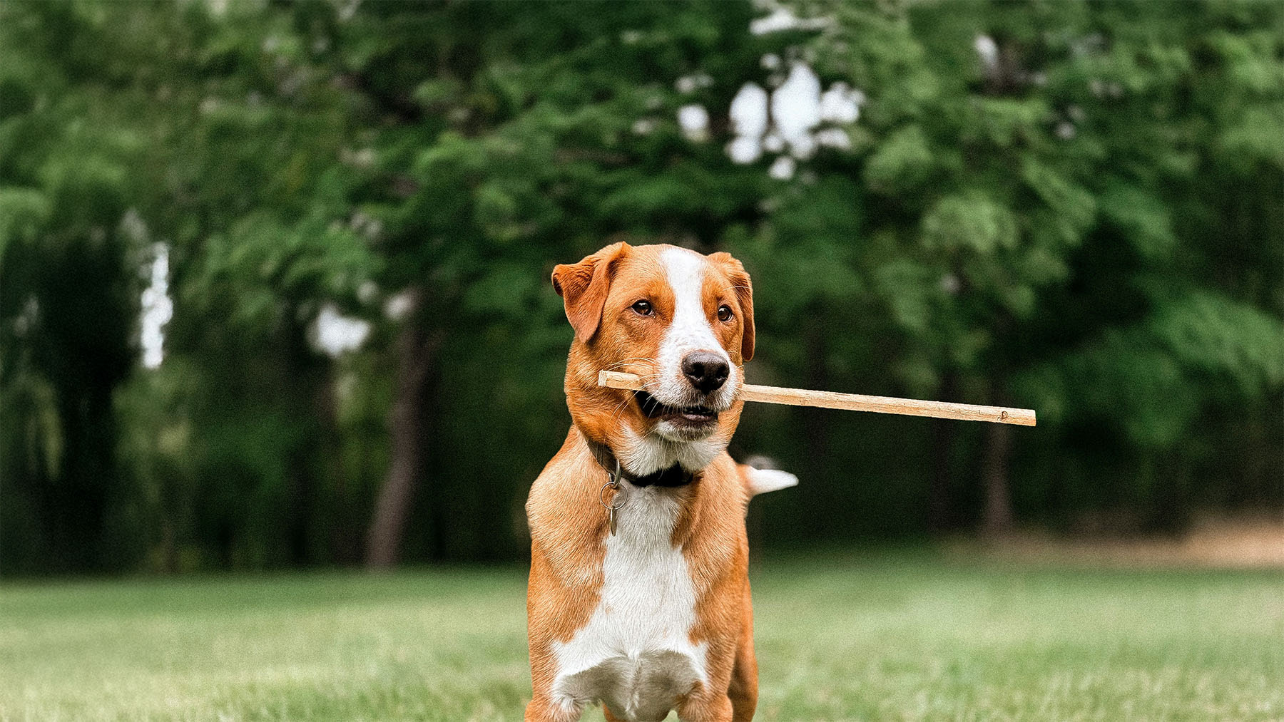 Dog with a stick in it's mouth
