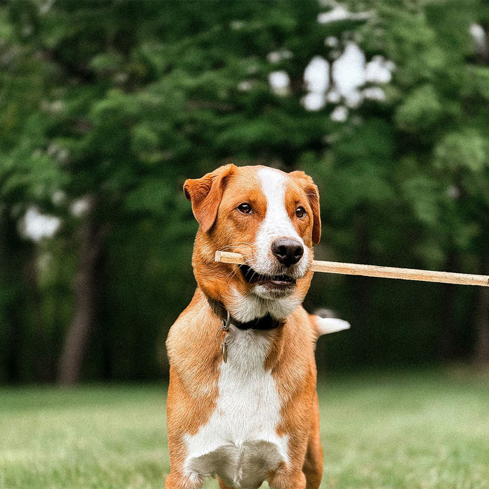 Dog with a stick in it's mouth
