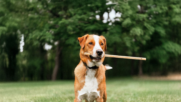 Dog with a stick in it's mouth