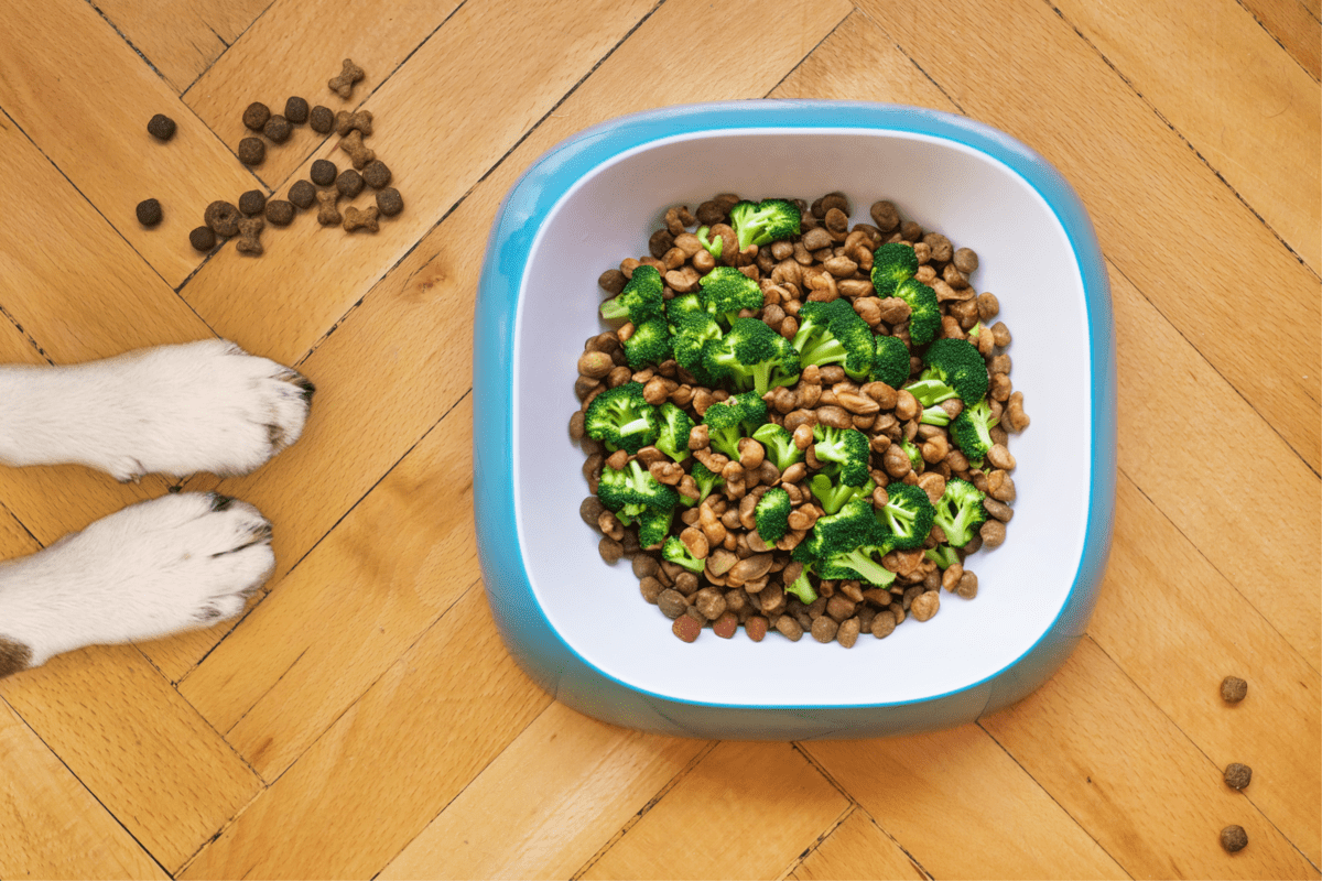 Dog's kibble with broccoli