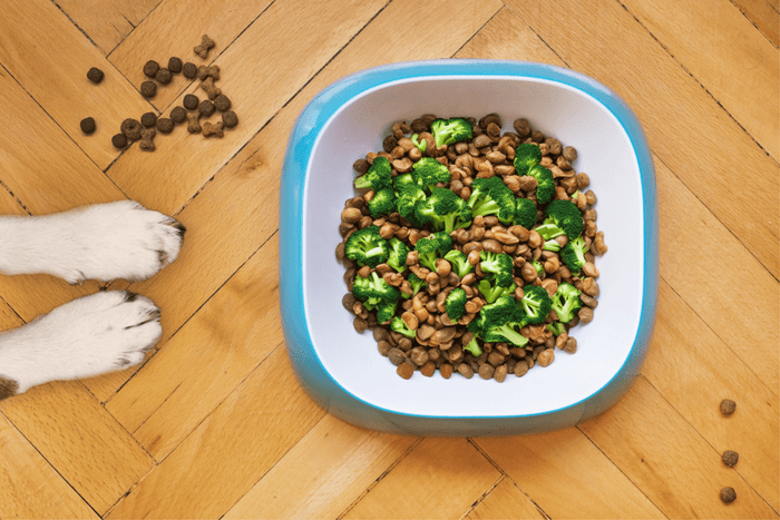 Dog's kibble with broccoli
