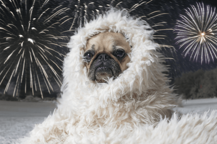 Dog in fireworks