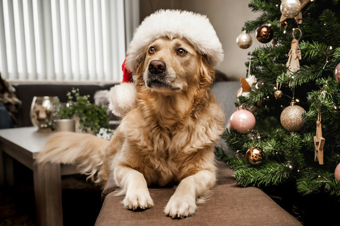 christmas activities for dogs