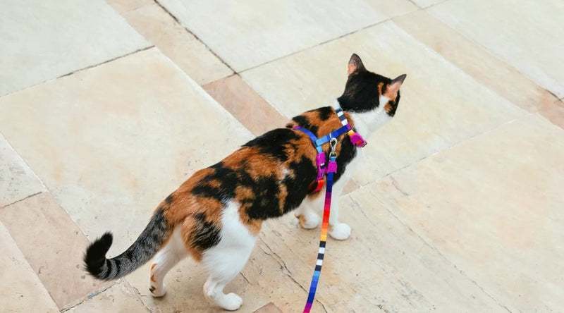 harness train a cat