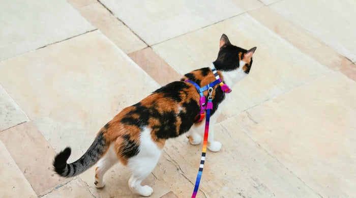 harness train a cat