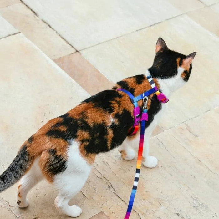 harness train a cat
