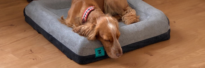 dog sleeping in dog bed