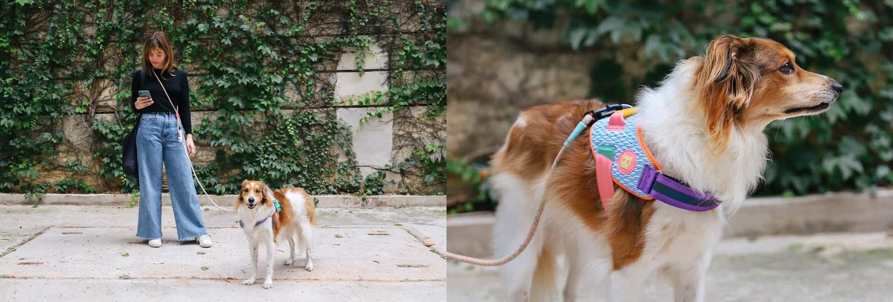 Dog Harnesses