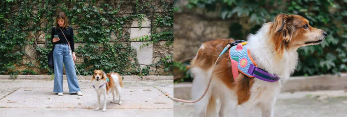 Dog Harnesses