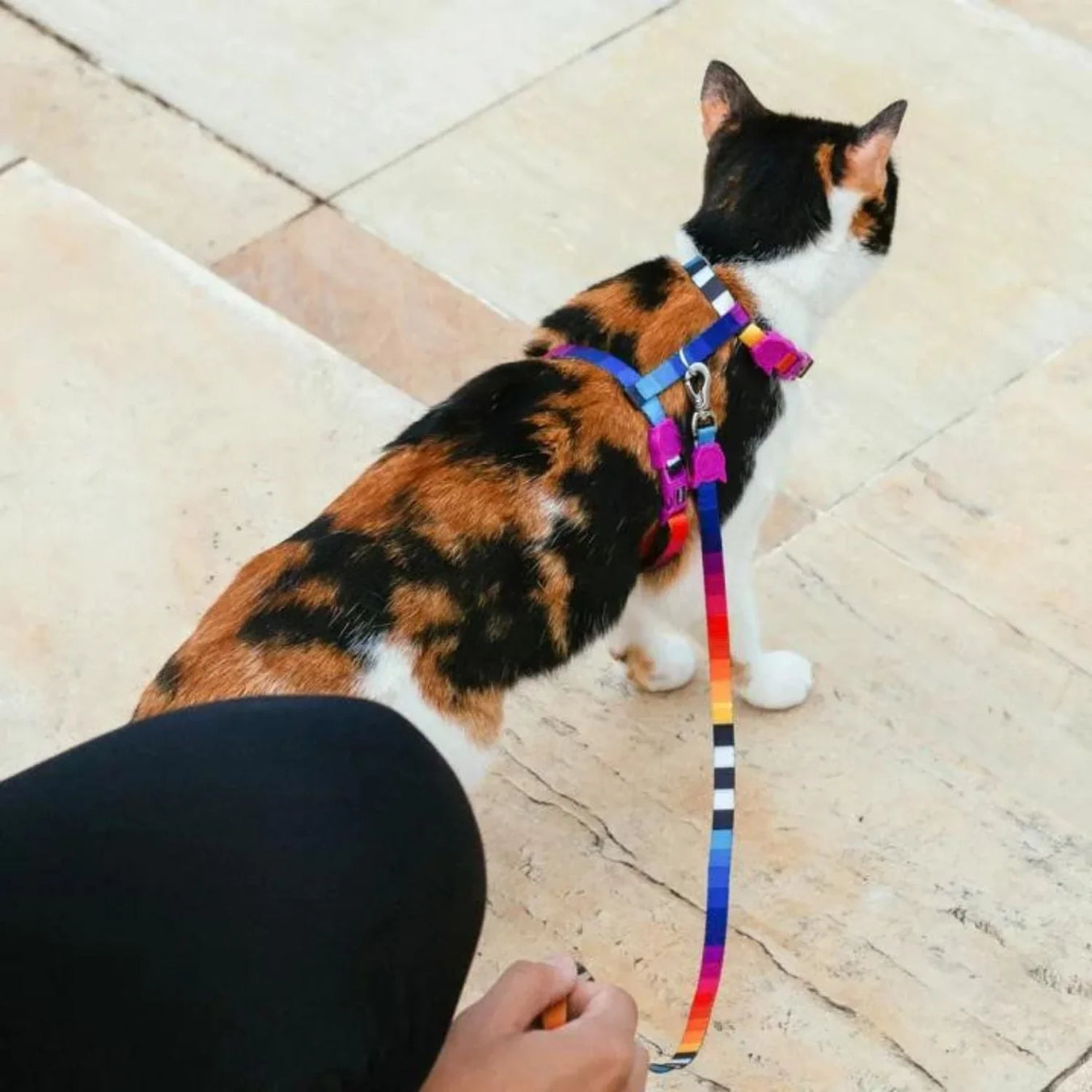 Cat Walking Gear & Accessories