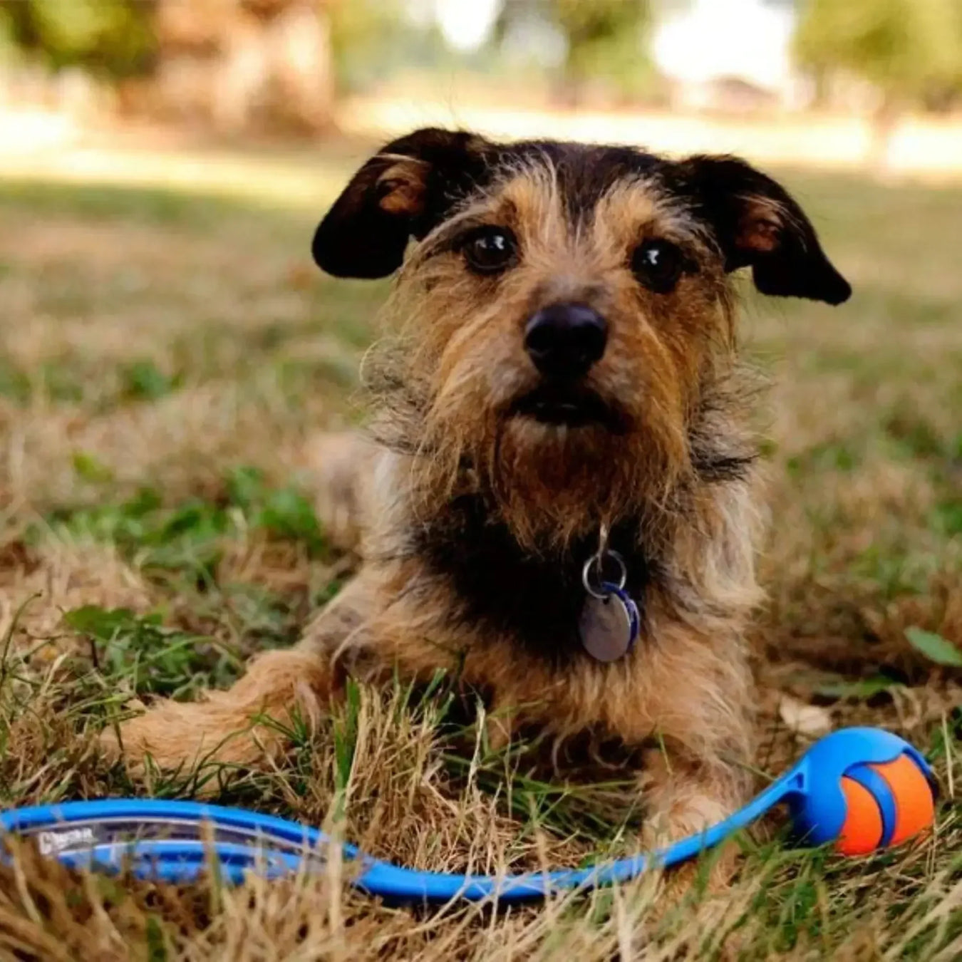 Outdoor Dog Toys