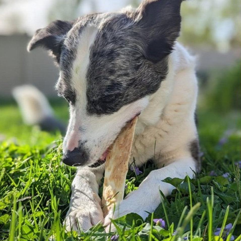 Dog Chews