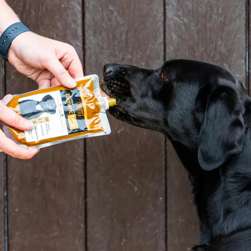 Turmeric for Dogs