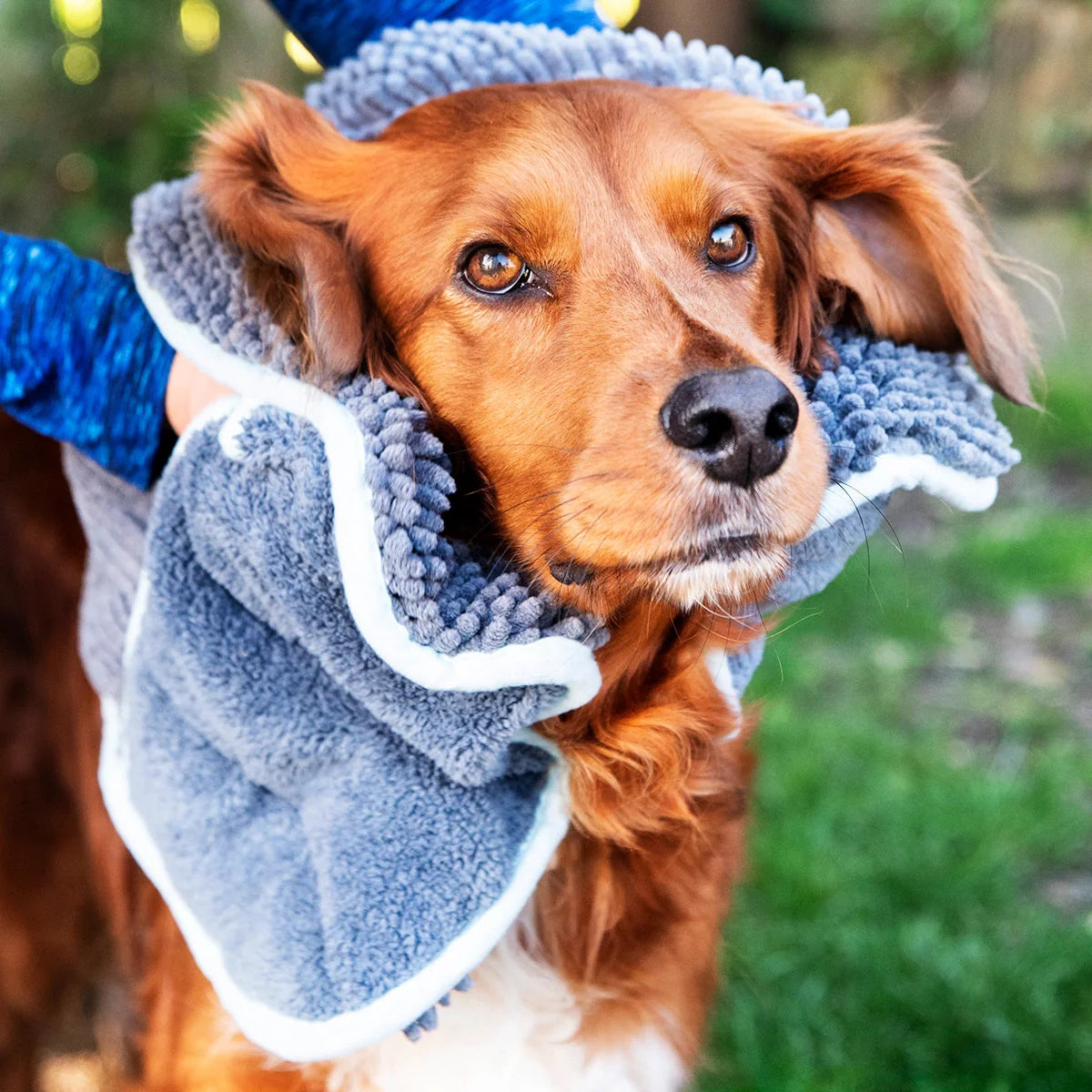 Rain Ready Dog Collection