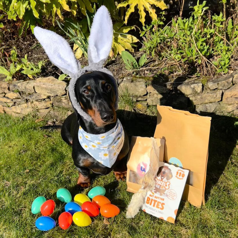 Dog surrounded with dog easter treats and toys. 