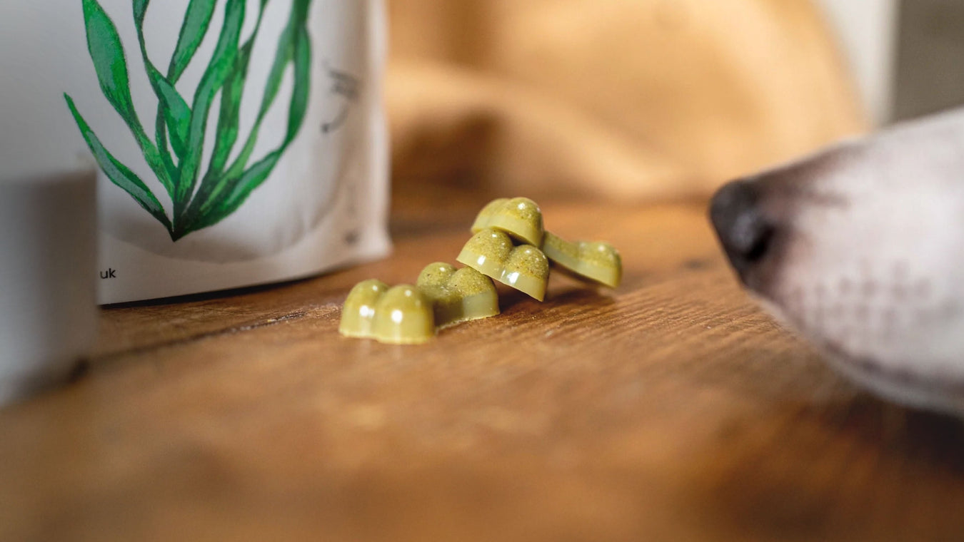 Dog treats and chews