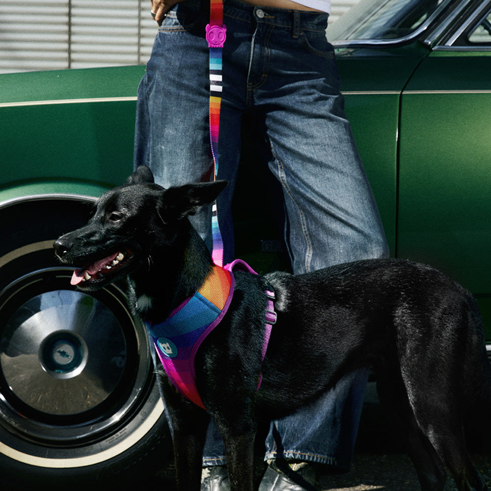 Zee.Dog Walk & Wear Classics