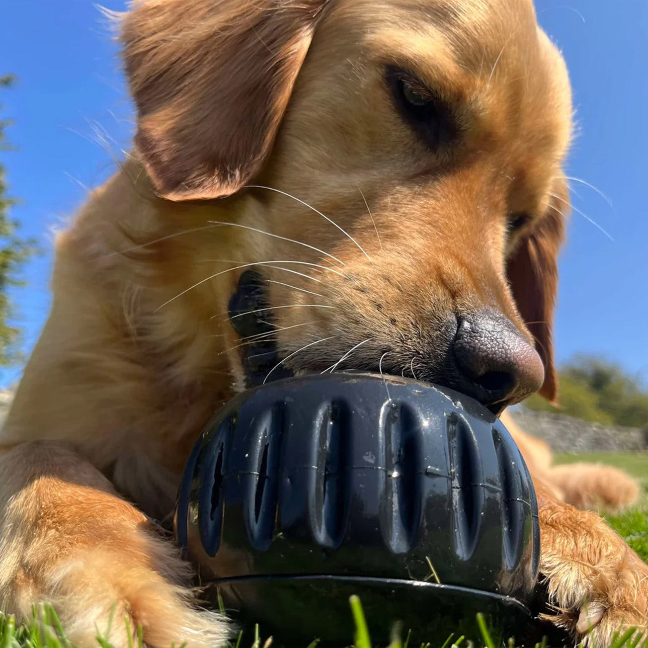 Dog Treat Dispenser