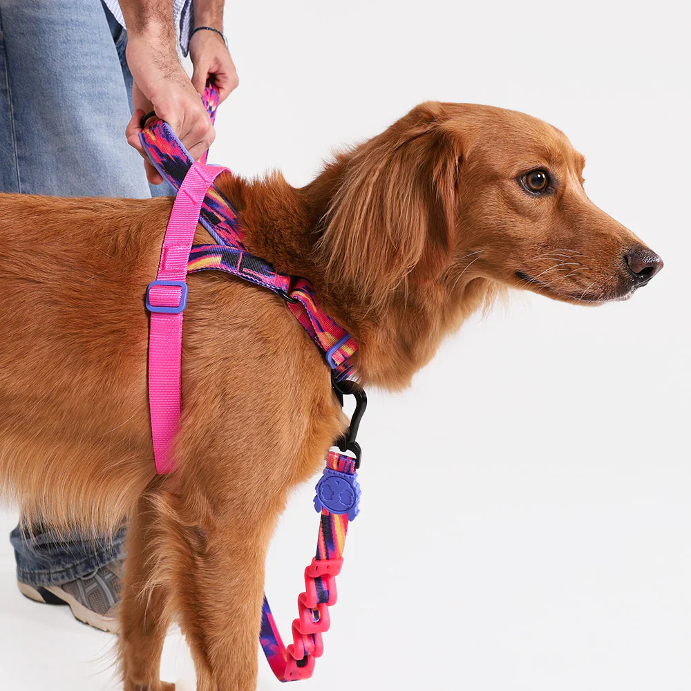 Zee.Dog Sale Discounted Dog items