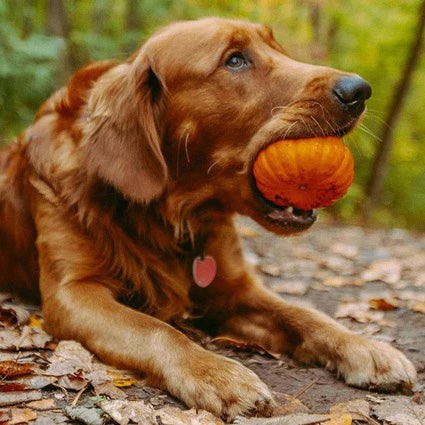 Autumn Collection