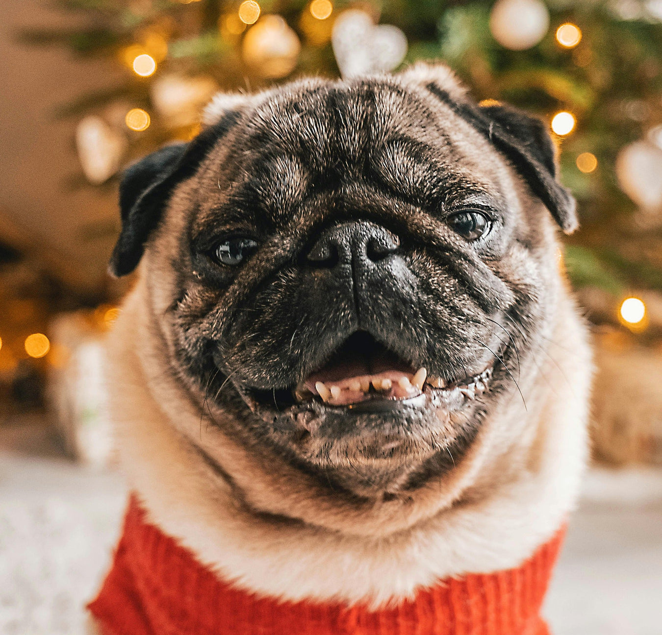 Black Friday Shop 10% Off