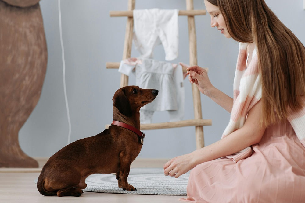 Dog Training Equipment