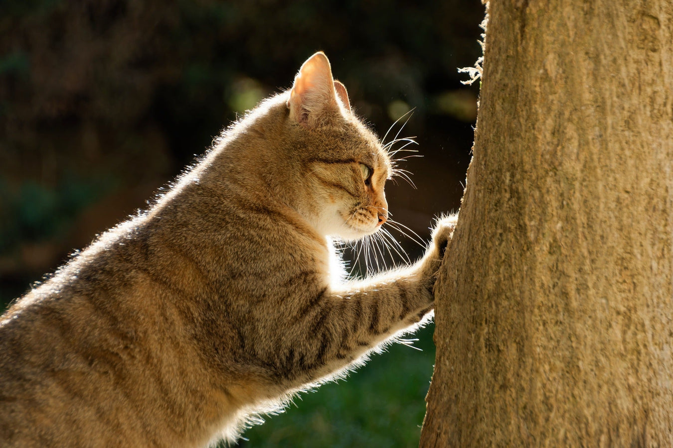 Black Friday Cat Deals