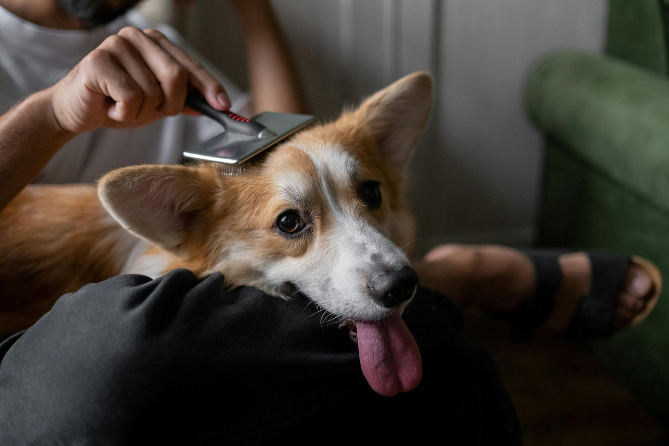 Dog Grooming Equipment