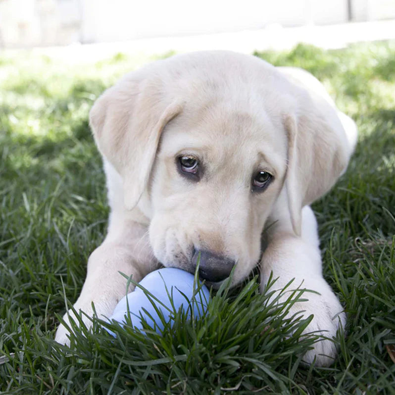 KONG Dog Toys