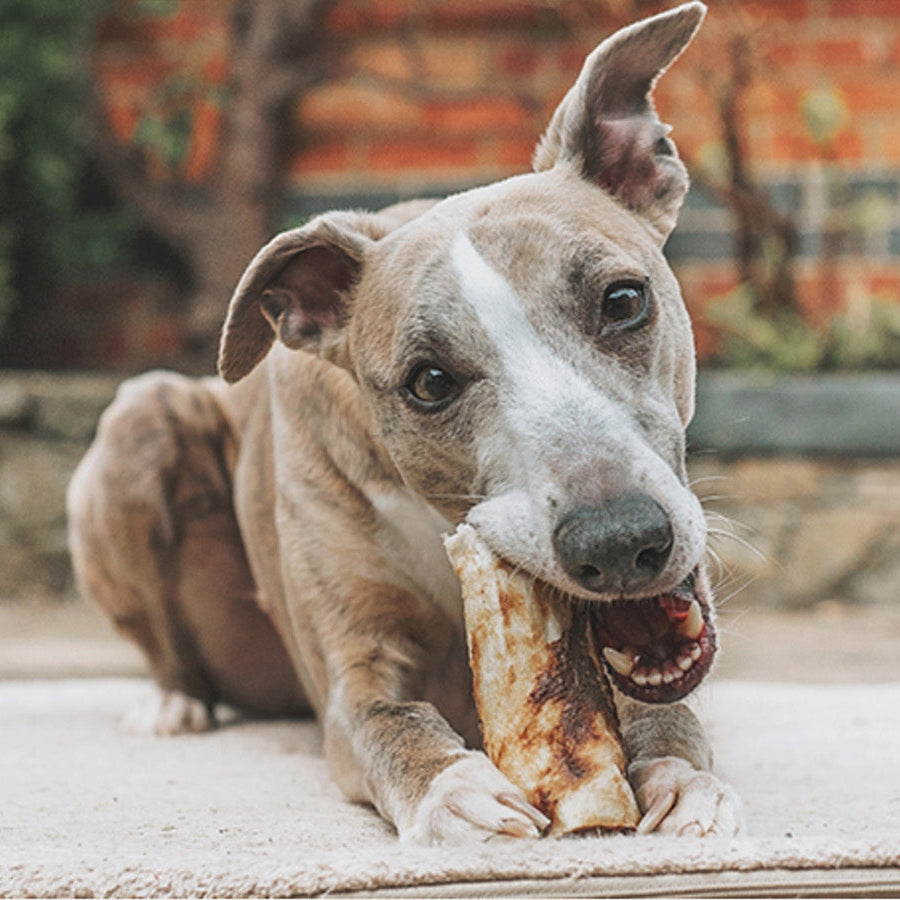 Subscribe & Save on Dog Products