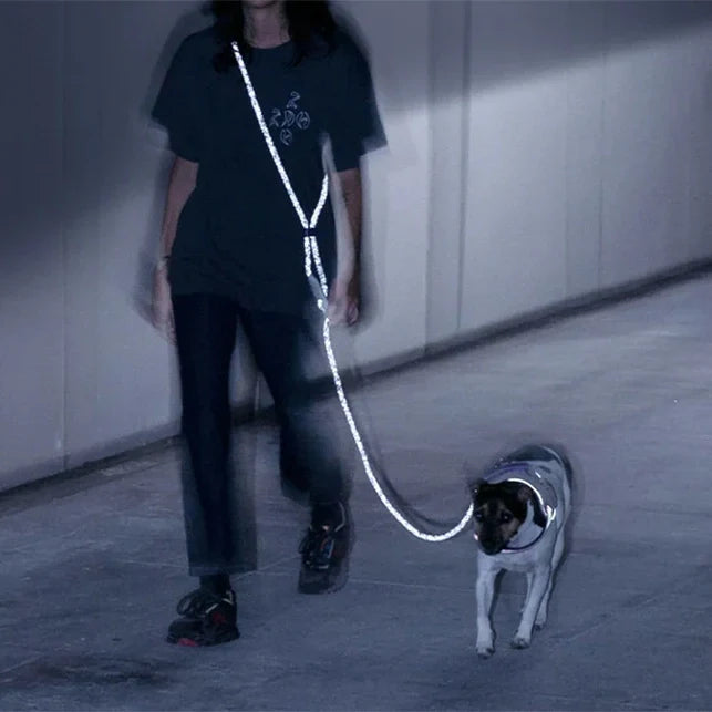 Reflective Dog Collars & Harnesses