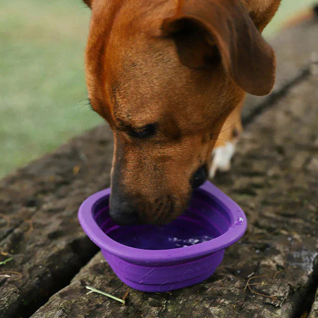 Dog Essentials