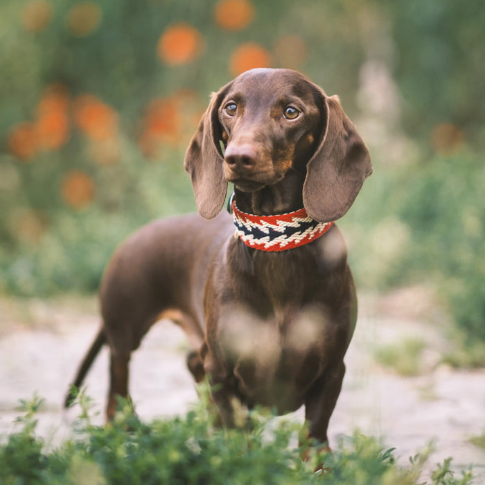 Buddys Dogwear Peruvian Arrow Red Dog Collar
