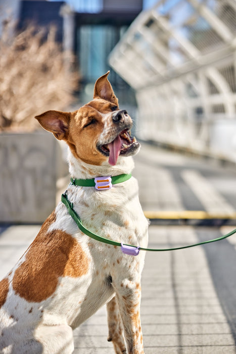 Woof Poomergency Poo Bag Refills