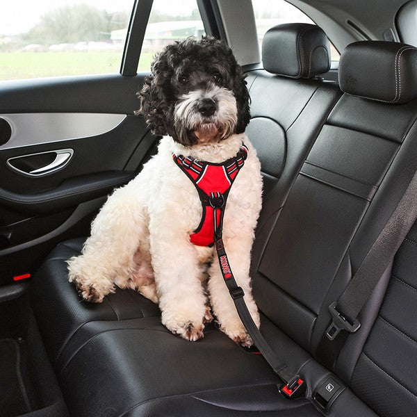 A small white poodle sits on a black car seat wearing a red and black harness with a leash attached. The photo is taken inside a car interior.