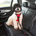 A small white poodle sits on a black car seat wearing a red and black harness with a leash attached. The photo is taken inside a car interior.