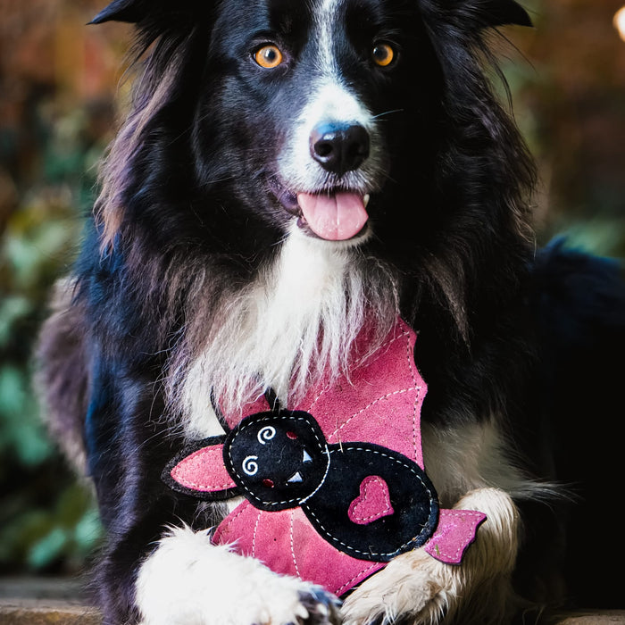 A black and white Border Collie with a black bat toy, posed outdoors against a blurred natural background.
