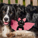 A black and white dog lying on a wooden surface with a pink and black bat-shaped plush toy resting near its chest.