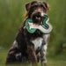 A brown and white dog sitting in a grassy field, holding a green and white snake-shaped plush toy in its mouth.
