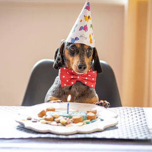 Shopping Guide For Your Dog's Birthday!